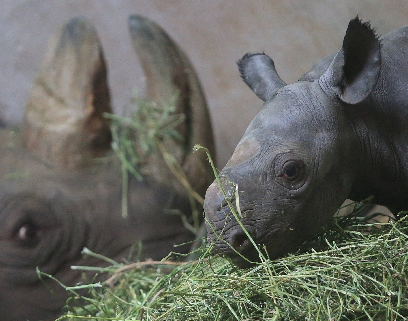 Das Nashorn-Baby heißt Makibo.