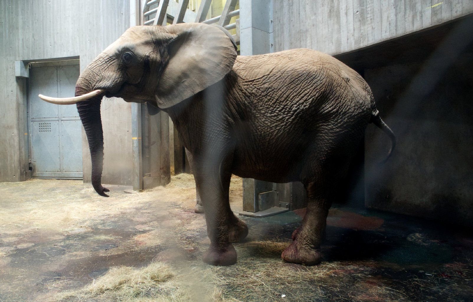 Die Elefantenkuh Bibi im Berggzoo Halle. Bibi hatte ihr Baby kurz nach der Geburt am Morgen getötet.