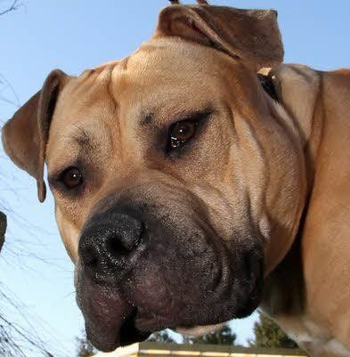 Der anderthalb Jahre alte American Staffordshire Terrier Ammon wurde aus einem Tierheim gestohlen.
