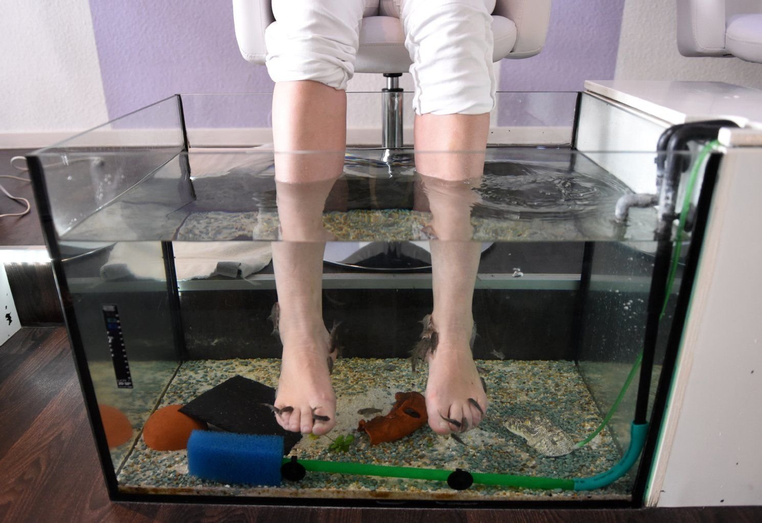 Fisch statt Feile: Saugbarben als Fußpfleger im Fisch-Spa.