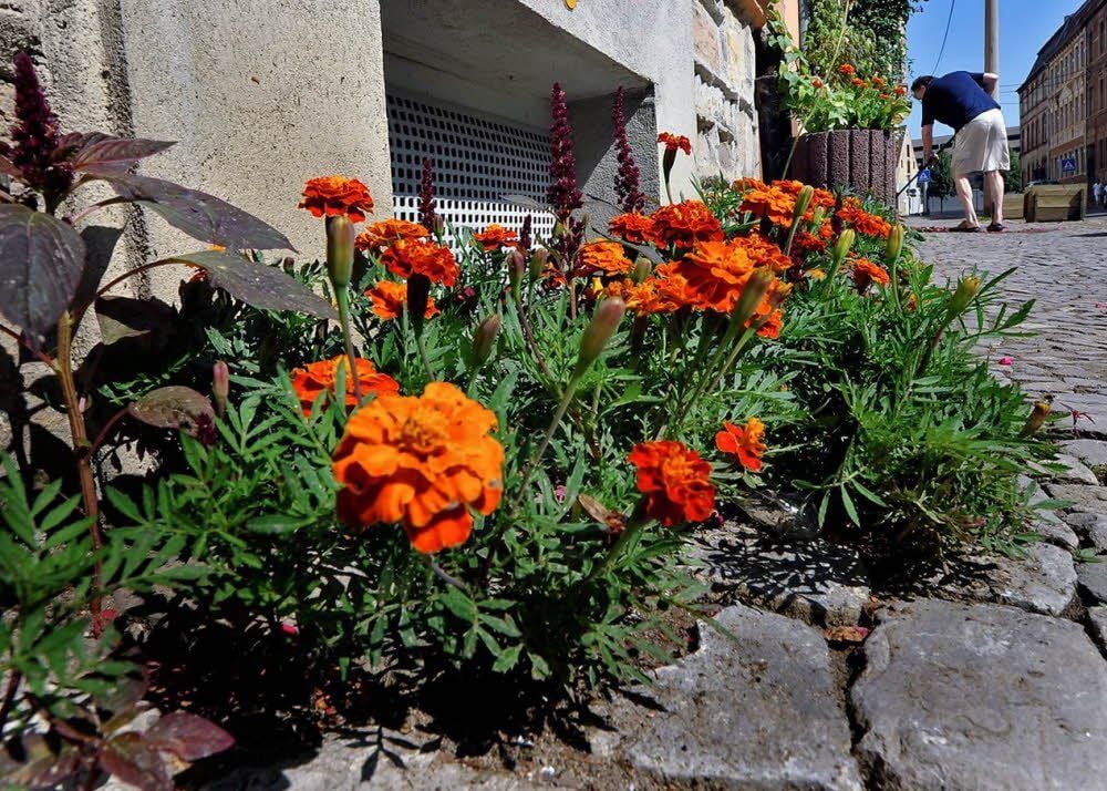 Mehr als 3.000 Studentenblumen werden Touristen und Quedlinburger den Sommer über begleiten.