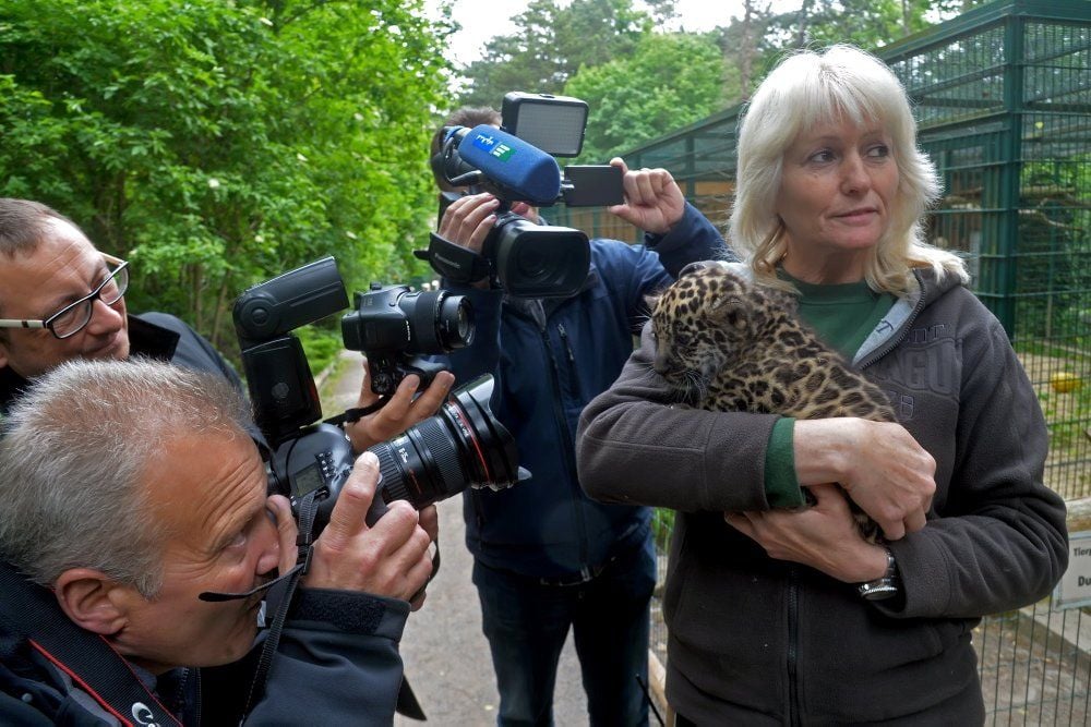 Der Jaguarnachwuchs im Ascherslebener Zoo sorgt für viel Interesse.
