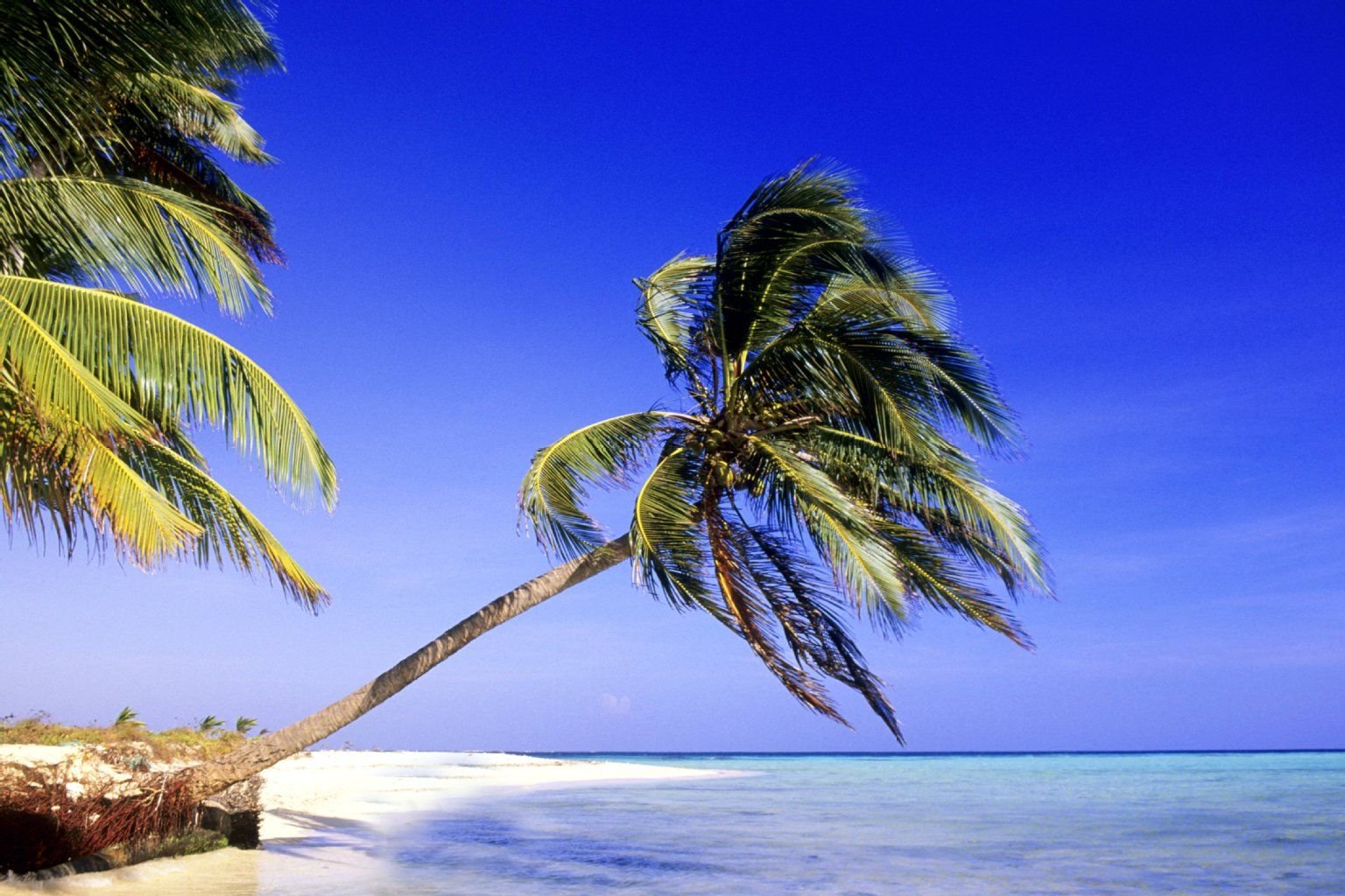 Palmenstrand auf Cook Islands, Belize