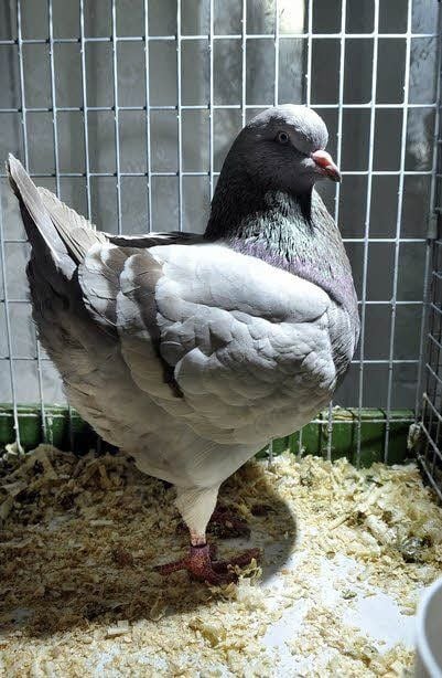 Eine Kingtaube