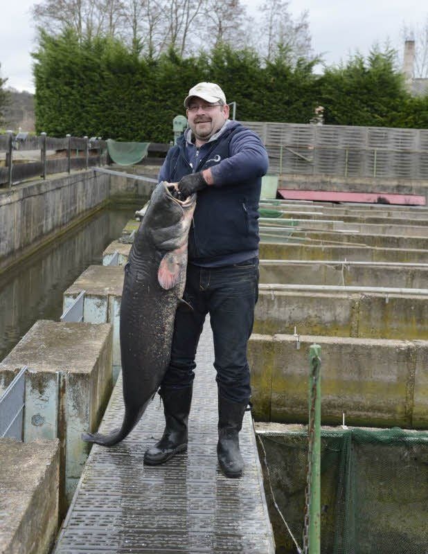 Steffen Reichardt holt einen großen Wels aus dem Fischbecken.