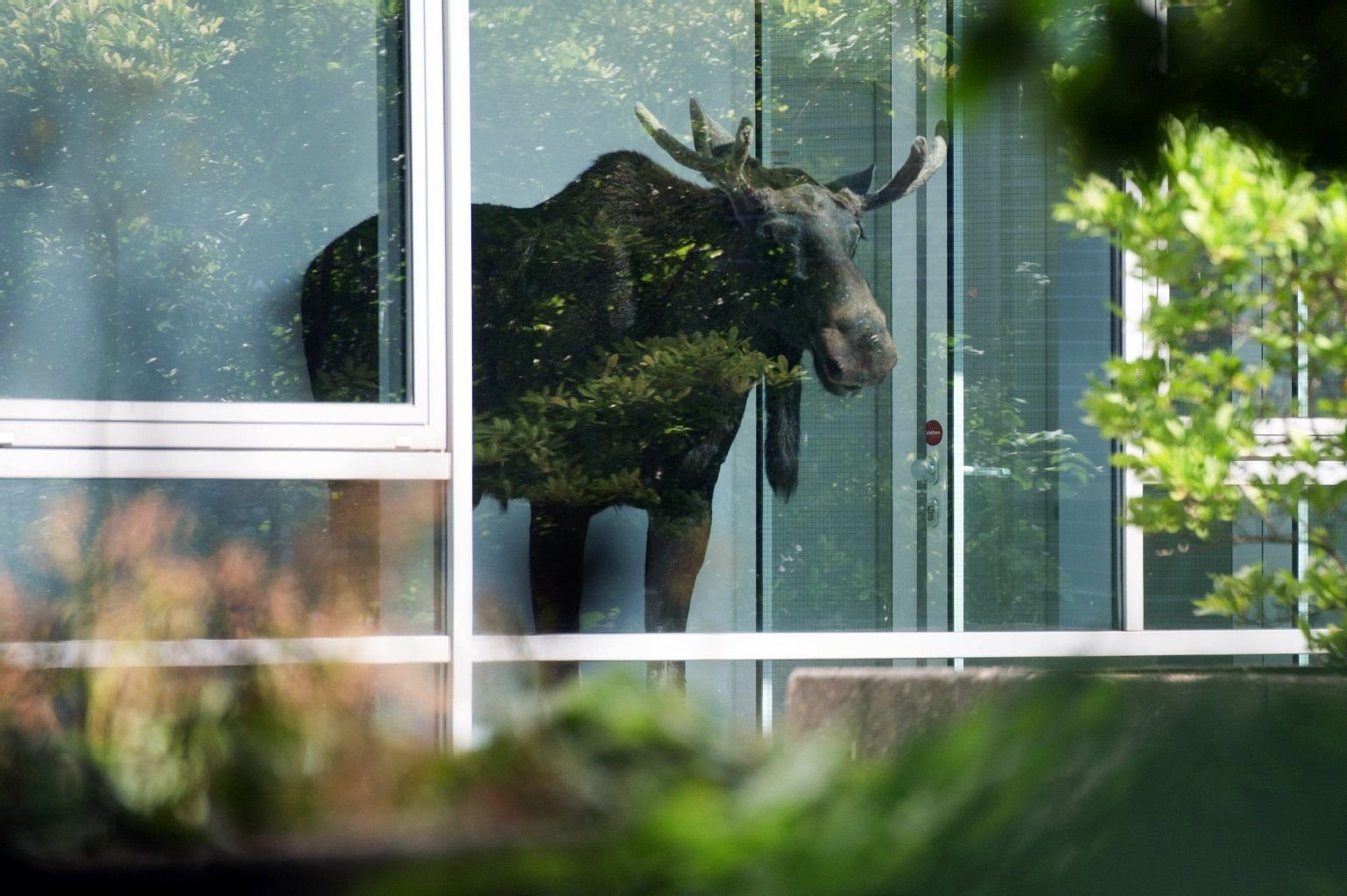 Steht ein Elch am Fenster...