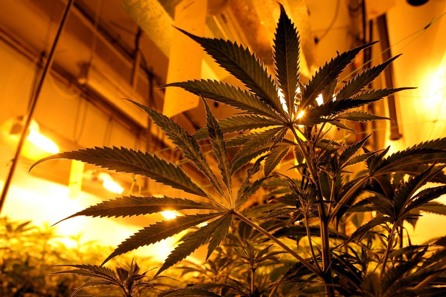 Pflanzen einer von der Polizei entdeckten Cannabis-Plantage.