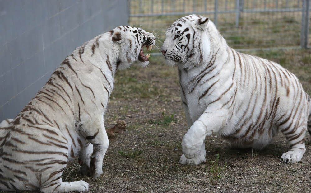 Die weißen Tiger Fitti (r.) und Valentina