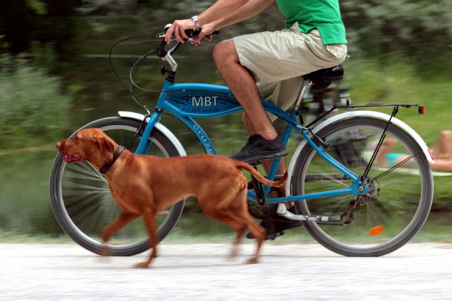 Hund und Herrchen Seite an Seite. Dürfen Radfahrer ihren Bello an der Leine führen?