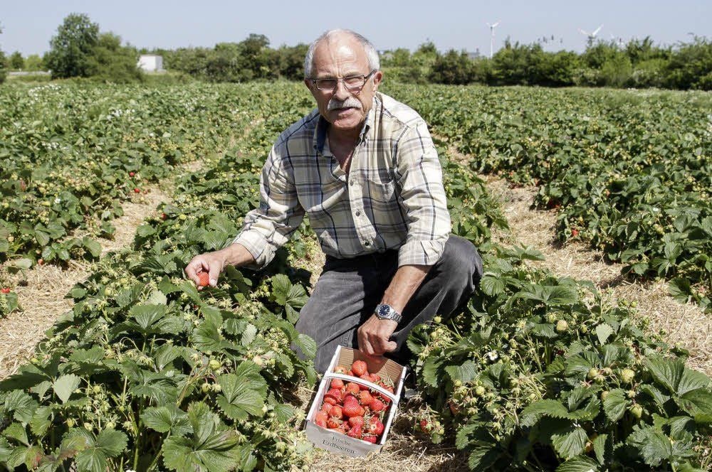 Dietmar Pitzka pflückt Erdbeeren auf dem Feld in Meineweh.
