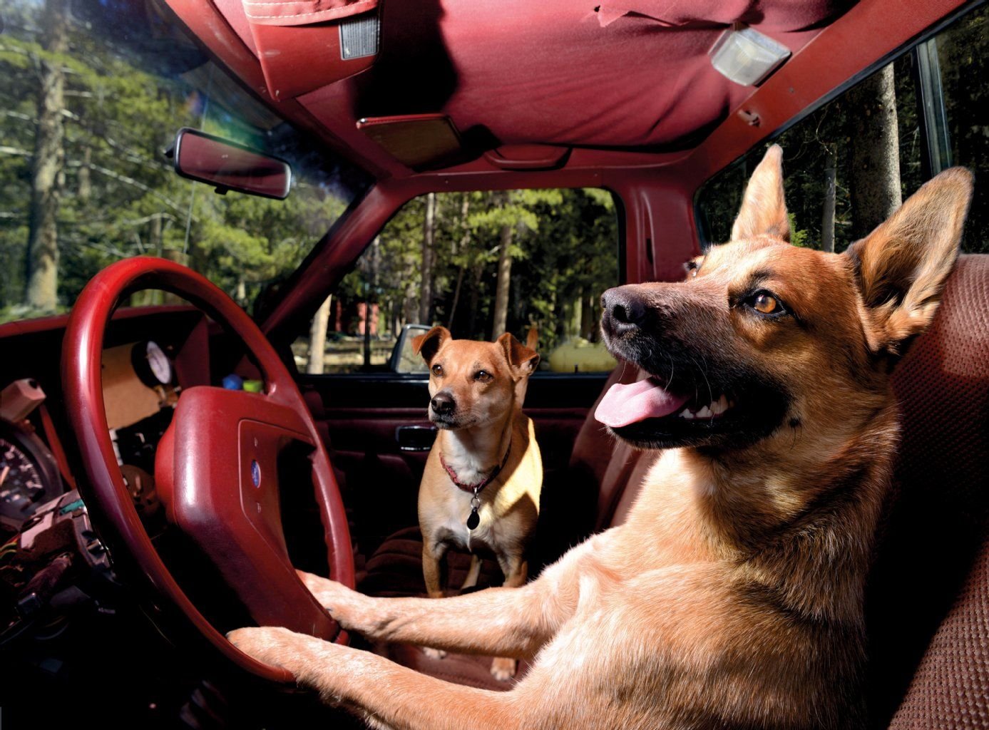 „Hunde in Autos“ – hier sitzen ein Jack-Russell-Chihuahua-Mischling und ein Australian Cattle Dog am Steuer.