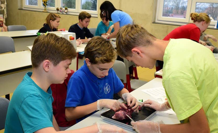Großkorbethaer Gymnasiasten beim Sezieren eines Schweineherzens.