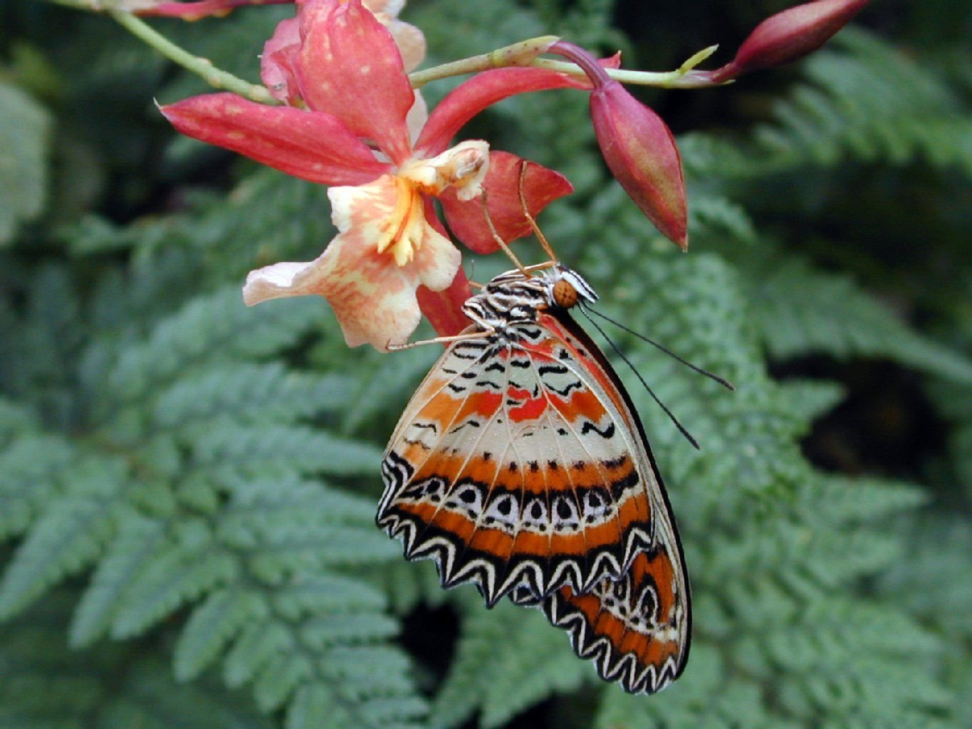 Ein Schmetterling