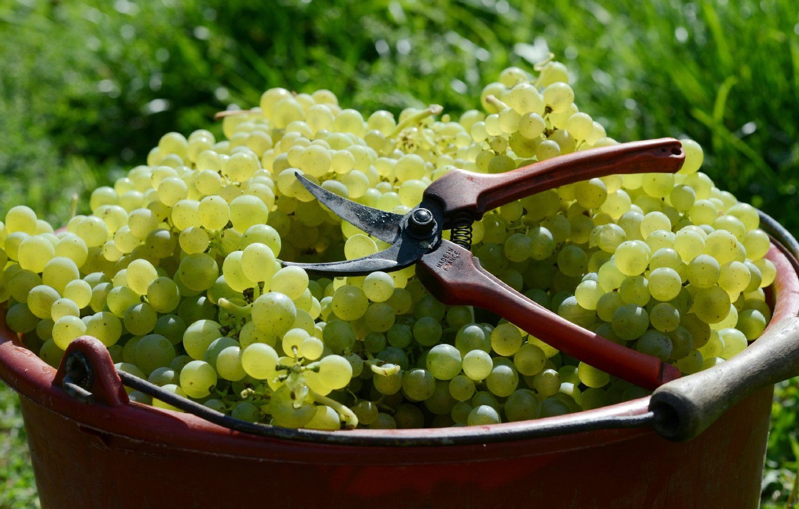 Eine Winzerschere liegt bei der Weinlese im Weinberg