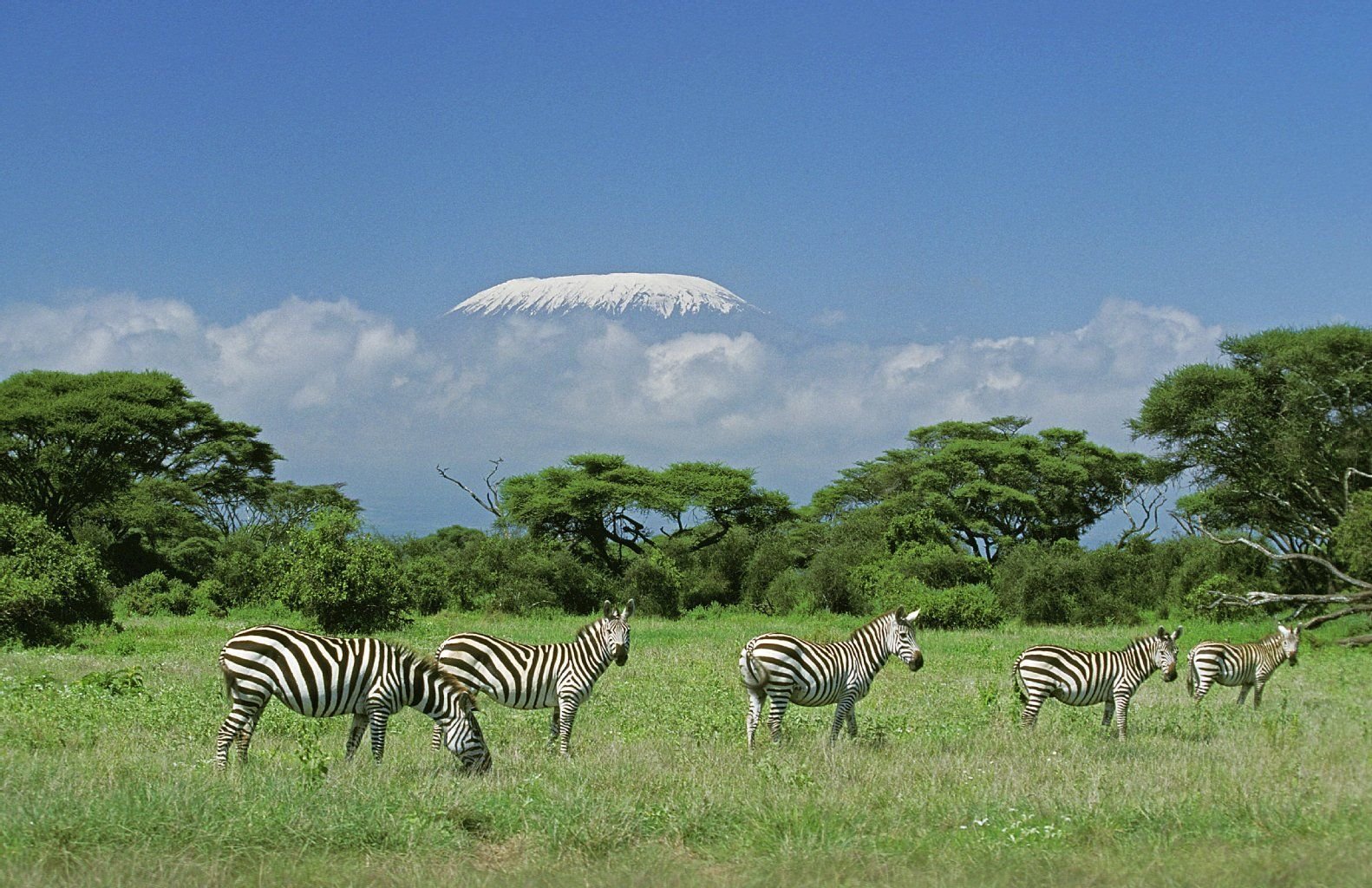 Eine Zebraherde in der Savanne Tansanias. Im Hintergrund ragt der Kilimandscharo aus den Wolken heraus.