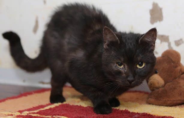 Cindy Jesse zeigt auf eins der zerstörten Schlösser, Kater Elias wartet auf ein neues Zuhause.