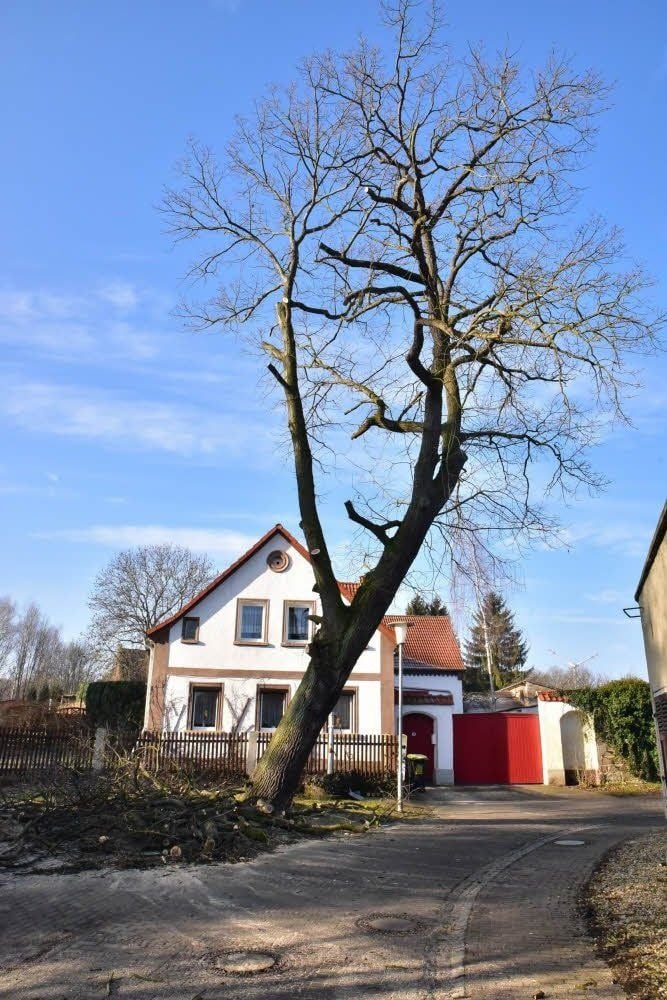 Dieser Baum muss in Krauschwitz gefällt werden.
