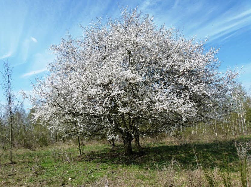 Prächtig werden bald die Apfelbäume am Ludwigsee blühen.