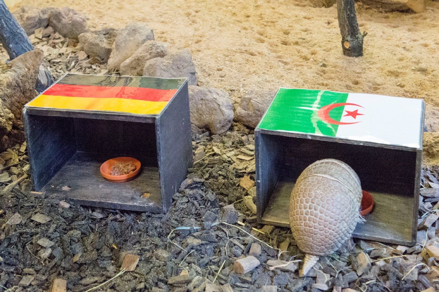 Tatu tippt Deutschland gegen Algerien.