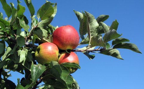 Ein Apfelbaum
