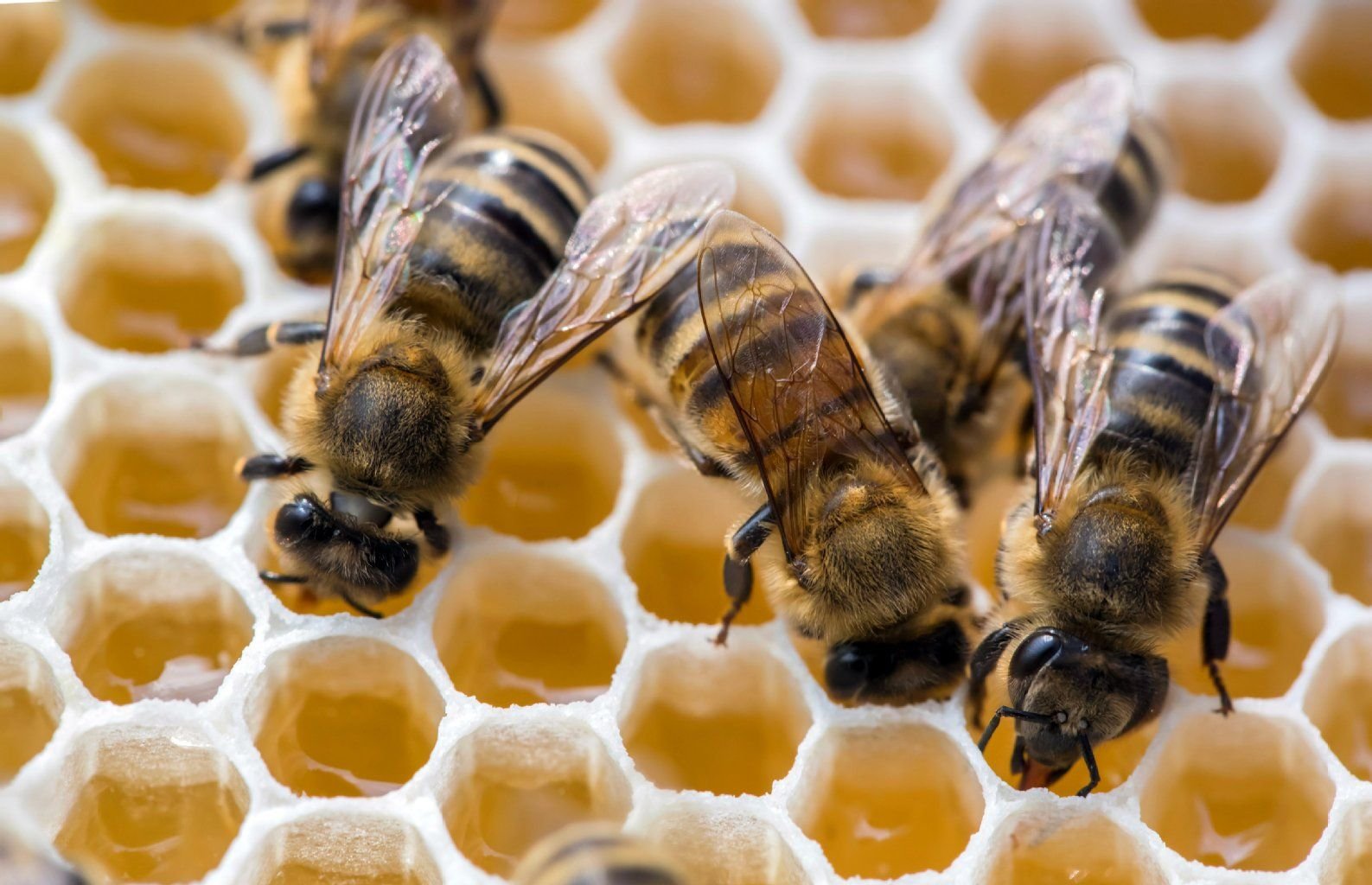 Bienen füllen in Tonndorf (Thüringen) Honigwaben.