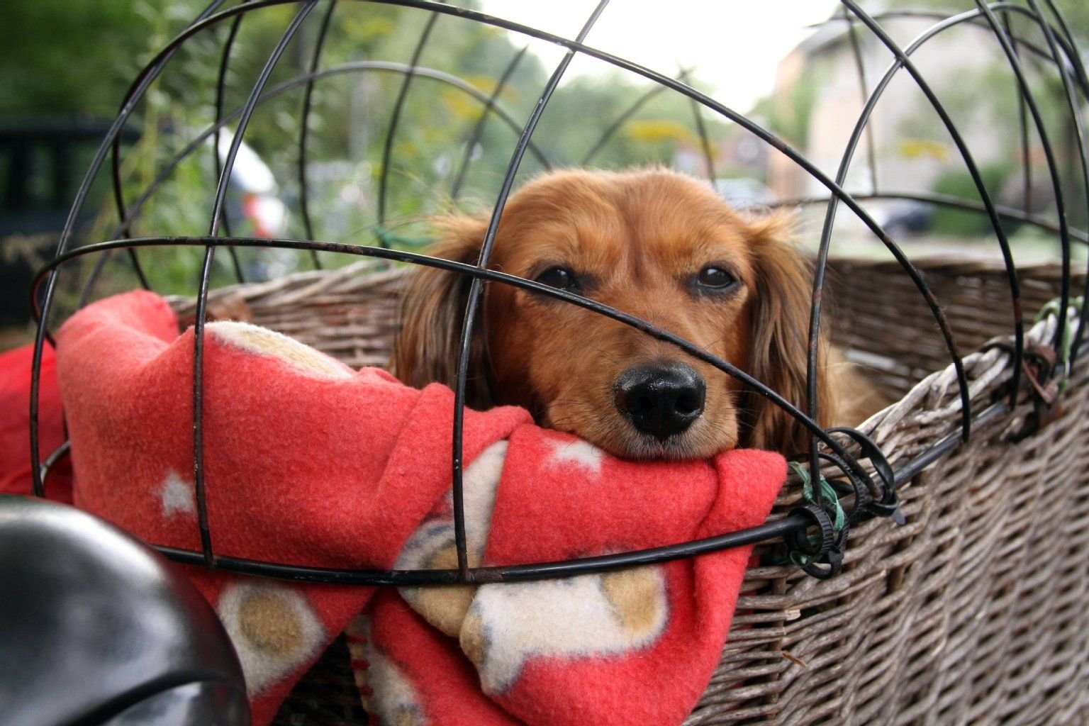 Sieht süß aus, aber ist das auch erlaubt? Dürfen Radler Hunde in den Fahrradkorb setzen?