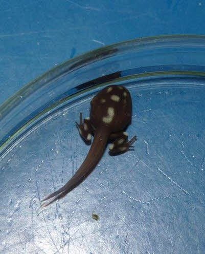 Eine Kaulquappe des Schoko-Frosches