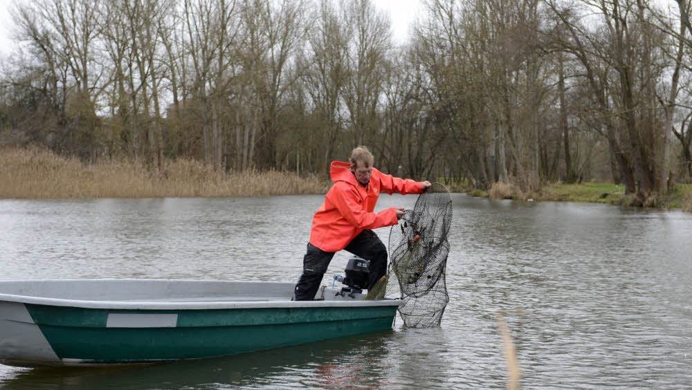 In einem alten Seitenarm der Saale in Weißenfels wirft Fischer Hubert Reichardt eine Reuse aus.
