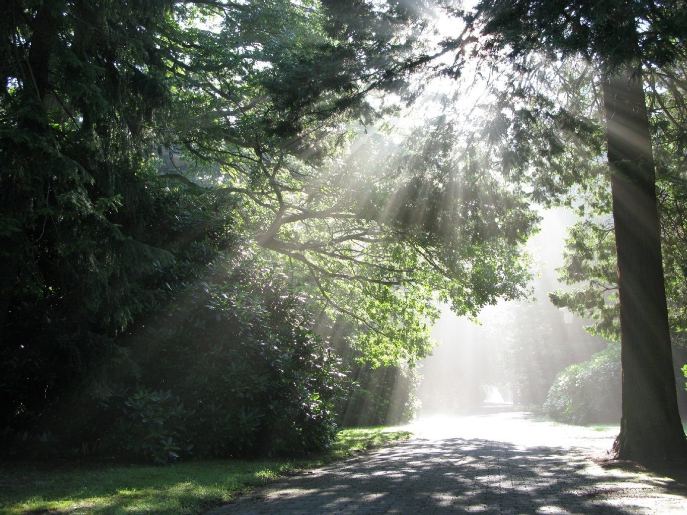 Sonnenstrahlen, die durch das dichte Laubdach fallen - auf dem Ohlsdorfer Friedhof gibt es viele Orte für besinnliche Momente.