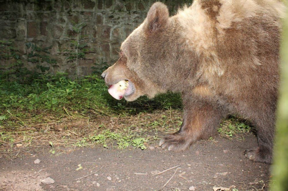 Eine leckere Eisbombe für Bären-Oma „Lucie“.