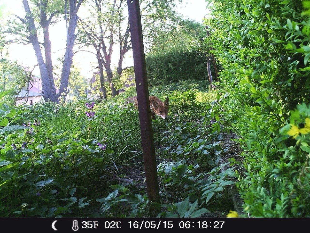 Ein Lamm und 169 weitere Tiere hat der Fuchs in Weißenfels gerissen. Katja Züger berichtet über die Sorgen der Geflügelzüchter und Bauern.