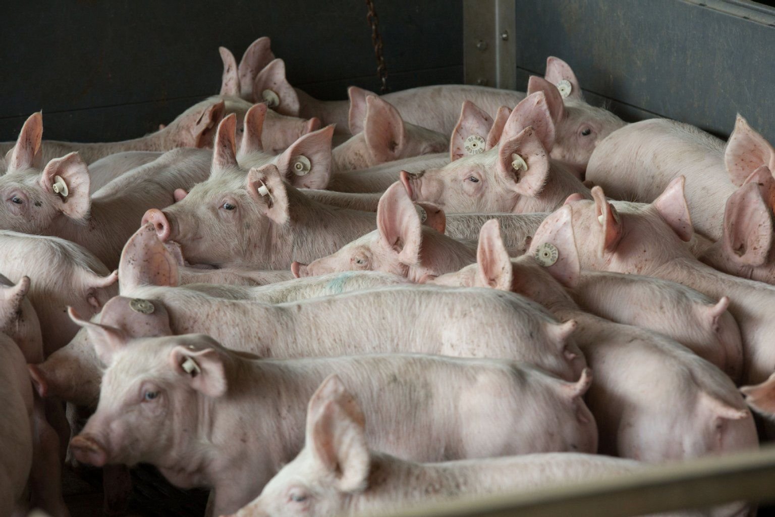 Zwei Wochen alte Ferkel stehen in einem der Aufzuchtställe der Tierzucht Gut Losten (Mecklenburg-Vorpommern).