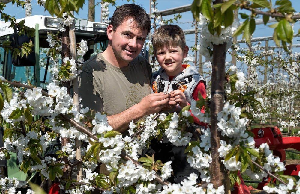 Obstbauer Alexander Müller und sein sechsjähriger Sohn Oskar schauen sich die Kirschblüten an.