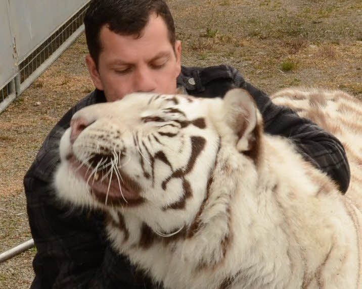 Manuel Wille kuschelt gestern mit seinem weißen Tiger „Fitti“.
