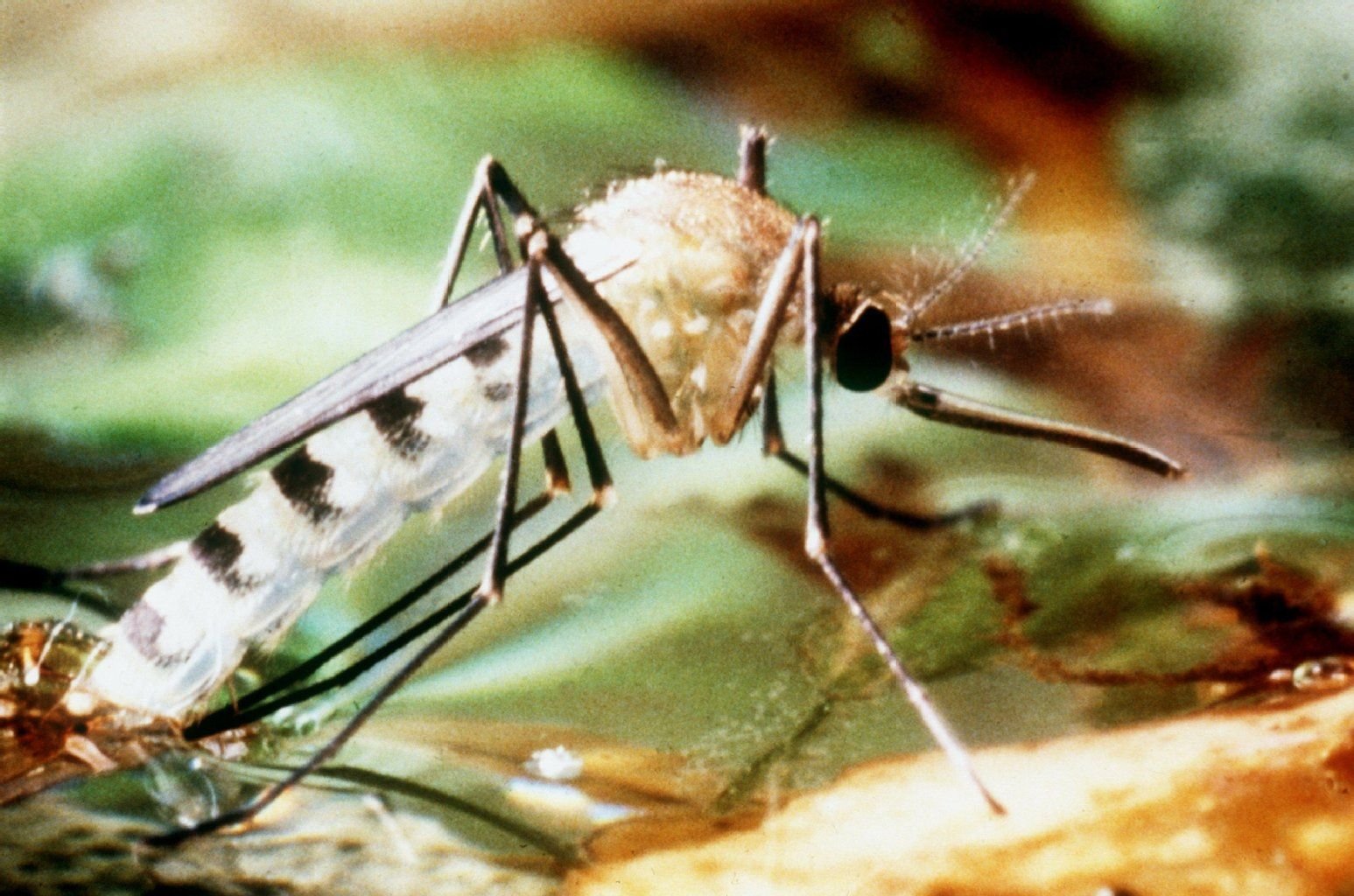 Die Tigermücke ist ein Überträger von Dengue-Fieber.