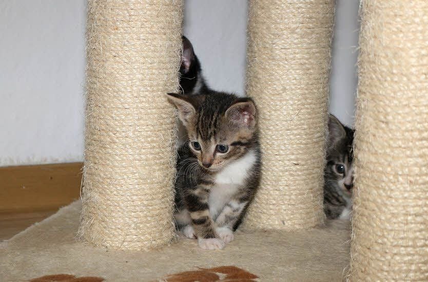 Nicht nur Hunde sondern auch (Baby)-Katzen warten im Tierheim auf neue Besitzer.
