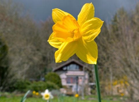 Eine gelbe Osterglocke reckt sich auf einer Wiese der Sonne entgegen.