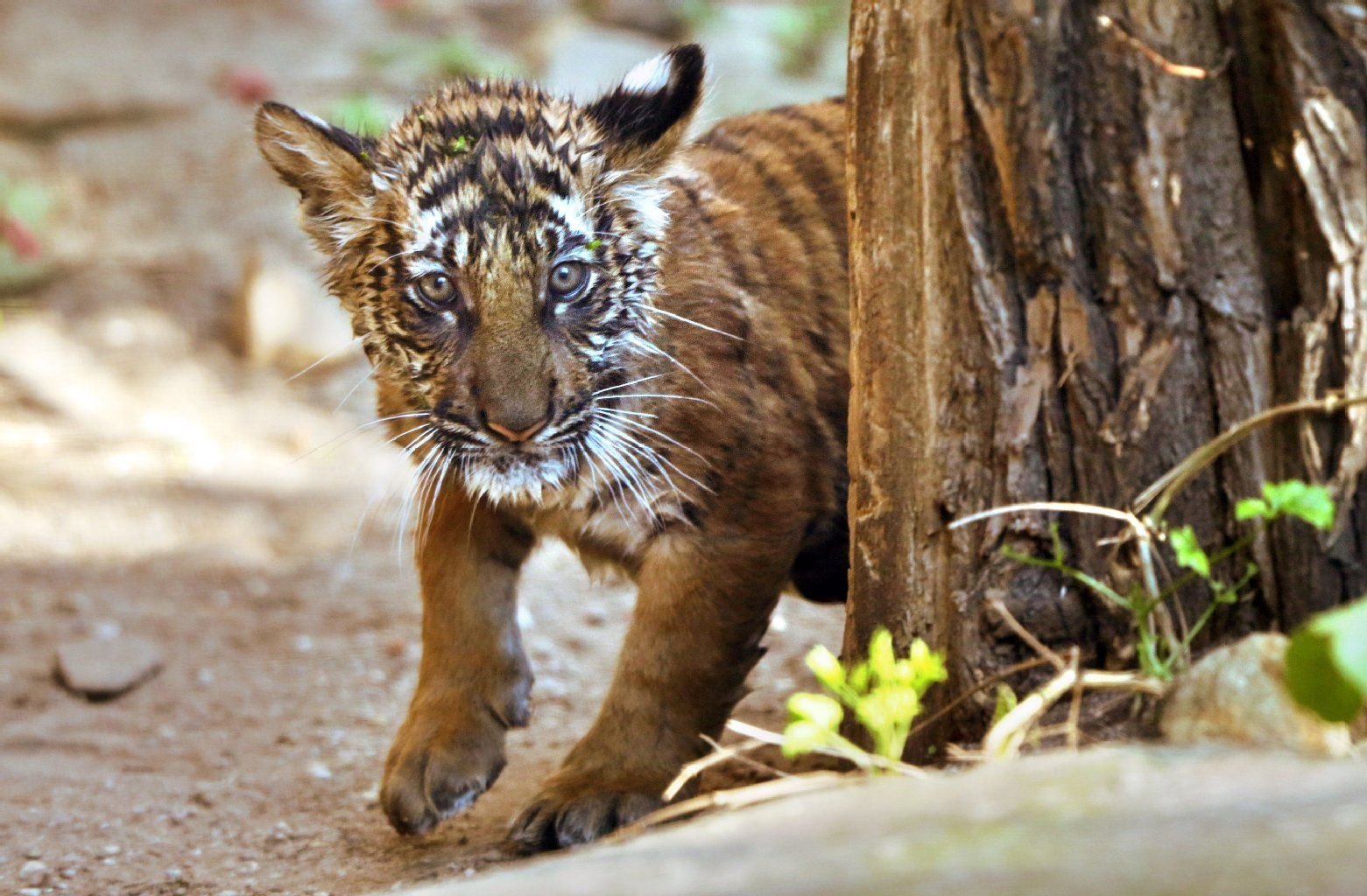 Tigermädchen Sahaja läuft durch das Raubtiergehege im Bergzoo Halle.