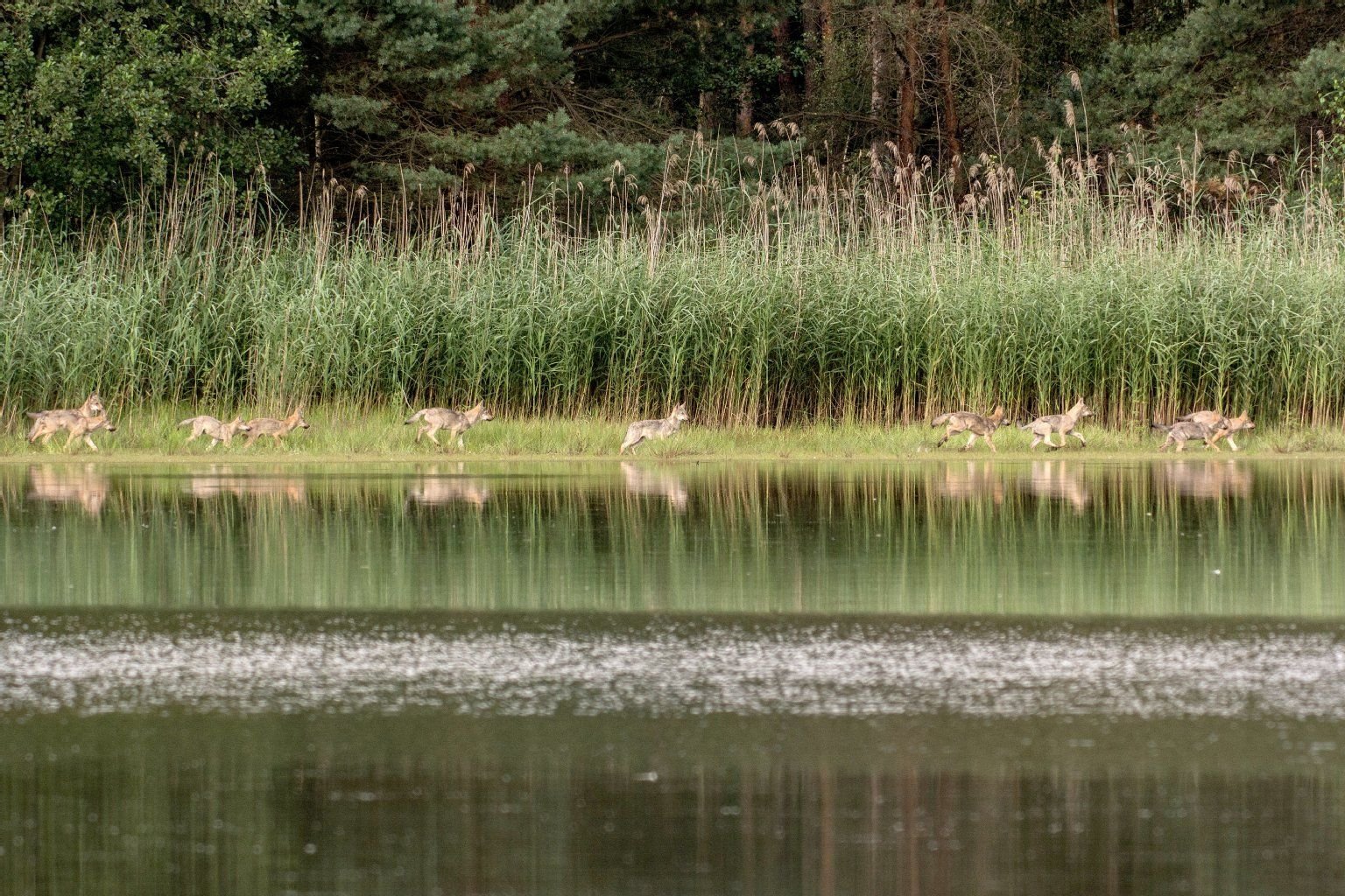 Die Aufnahme zeigt Welpen eines Wolfsrudels in Ostsachsen.