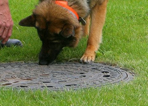 Ein Spürhund im Einsatz.