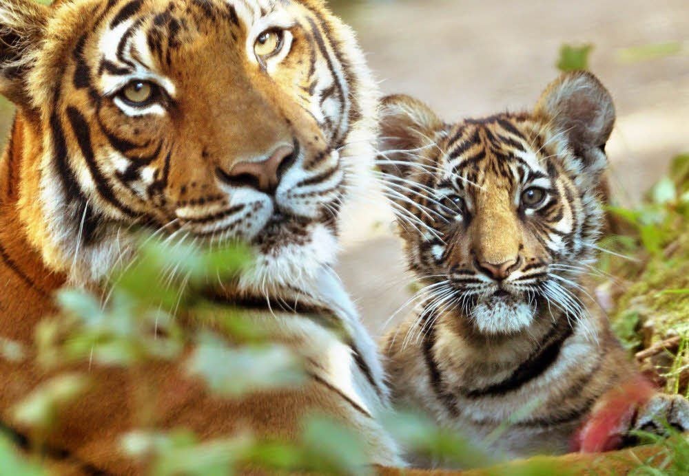Das malaysische Tigermädchen Sahaja (rechts) versteckte sich hinter Mutter Cindy.