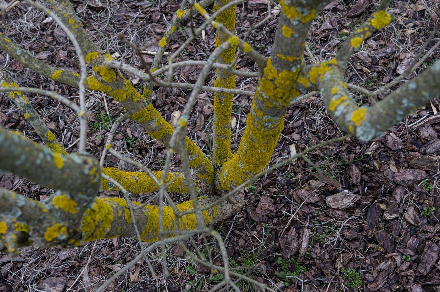 Farbige Flechten am Flieder. Grund sind sogenannte Grünalgen, die sich auf der Rinde festsetzen.