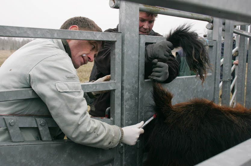 Tierarzt Dag Schaube (l.) aus Oranienbaum nimmt den Tieren Blut ab.