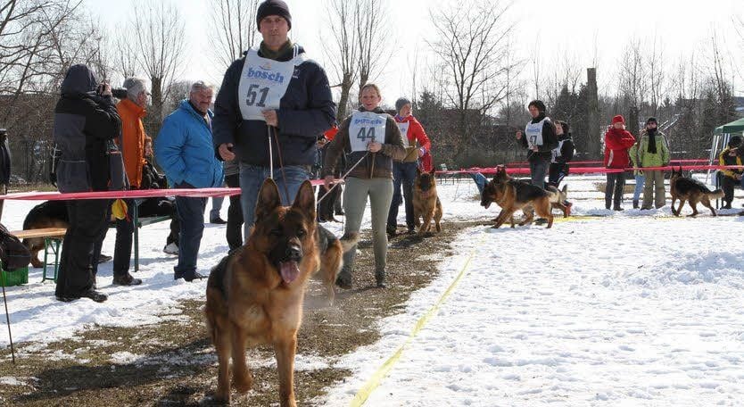 Zeigen, wie schön man ist. Die Schäferhunde bei der Prüfung.
