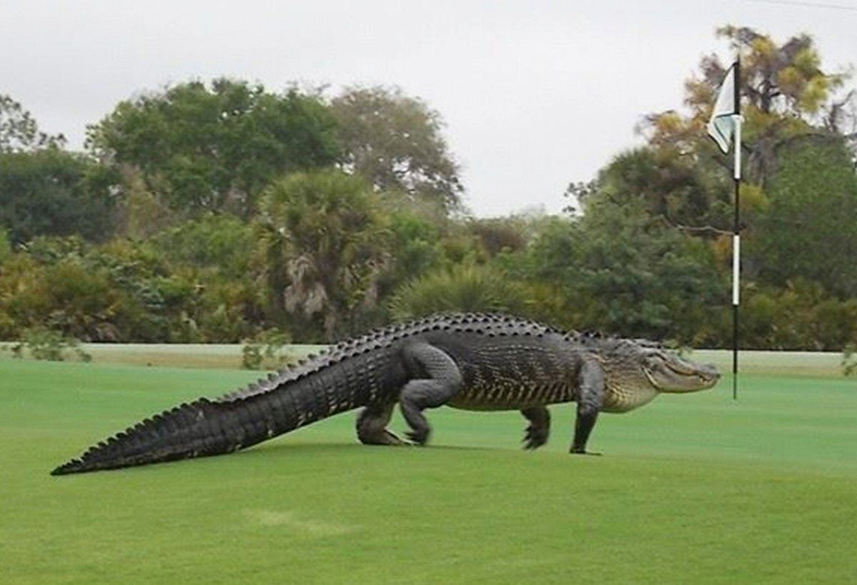 Ein knapp vier Meter langer Alligator beim Rundgang über den Golfplatz.