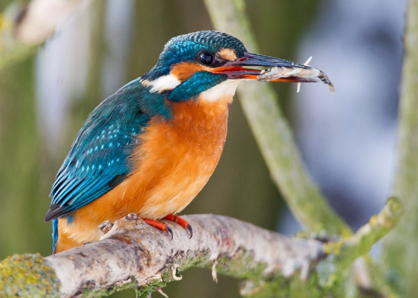 Der Eisvogel macht es den Plänen der wassertouristischen Nutzung der Wilden Saale nicht leicht.