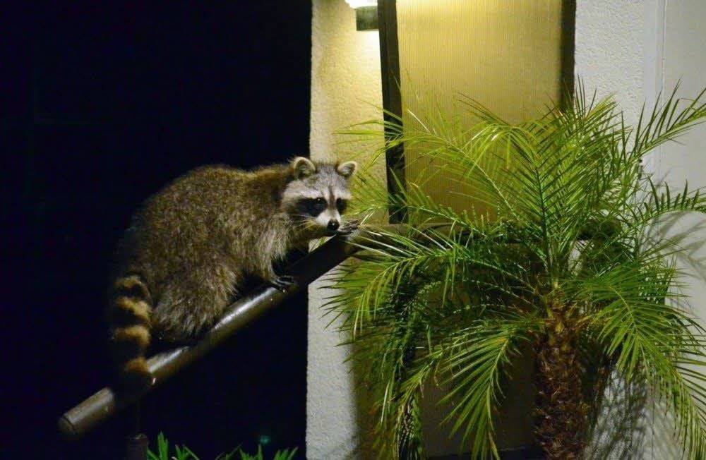 Ein Waschbär besucht den Hobbyfotografen Paul Bertrams nachts regelmäßig auf seiner Terrasse.
