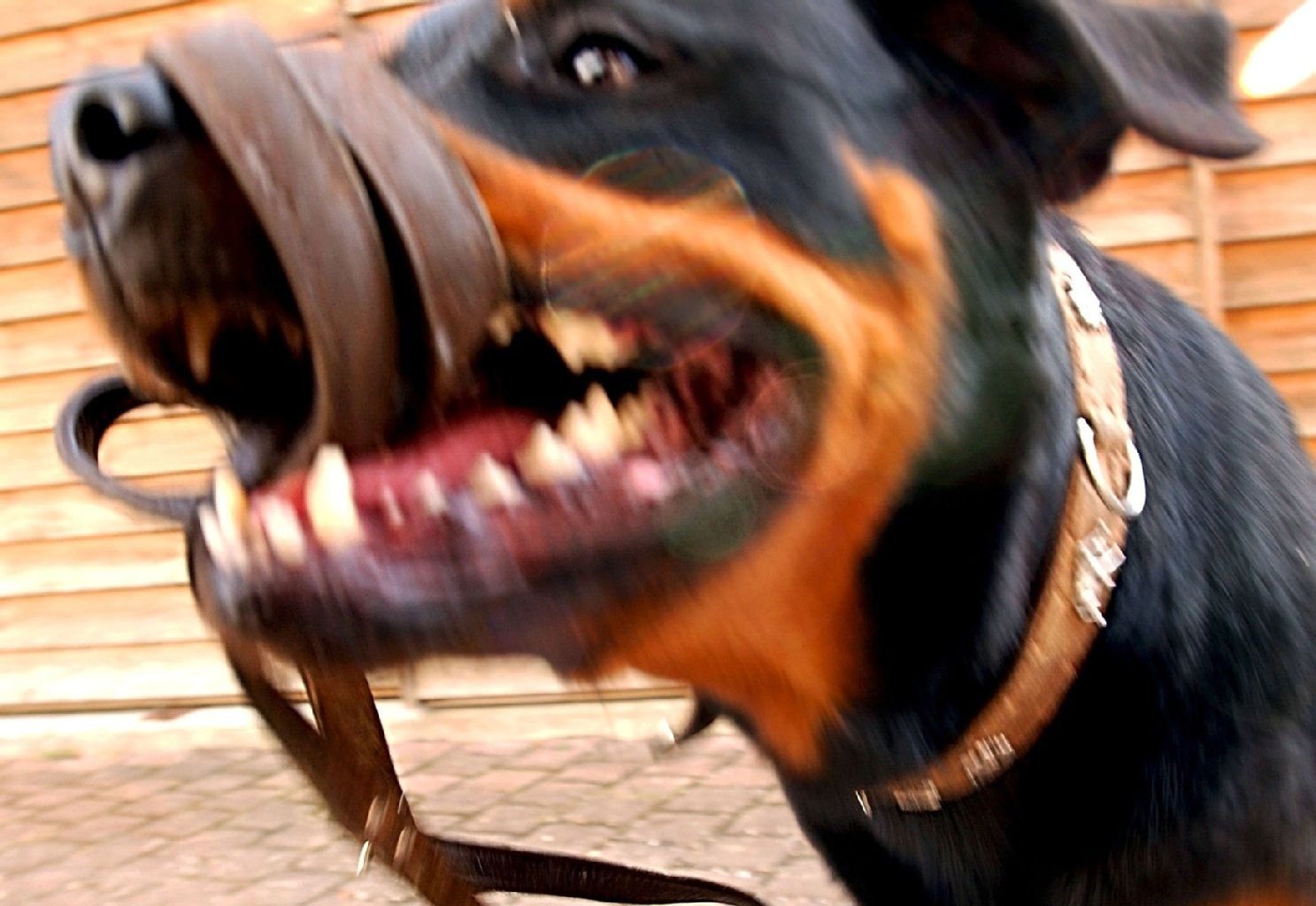 Keiner würde einem aggressiven Rottweiler „Pfui, Bello!“zurufen - das gilt auch für Vorgesetzte.