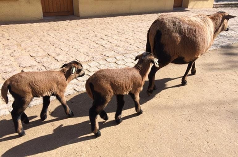 Die Osterlämmer sind in den Bergzoo Halle eingezogen und warten auf kleine und große Besucher.