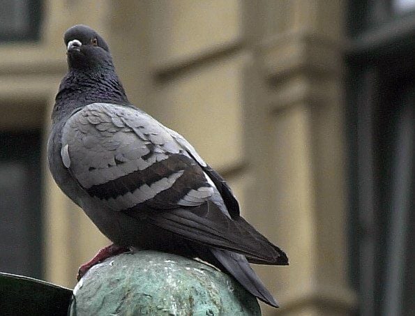Verwilderte Stadttauben gelten laut Landesverordnung als Schädling.